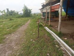 Lokasi Sabung Ayam di Desa Kedungmaling Mojokerto Sepi Aktivitas